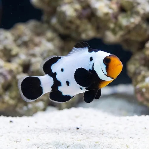 Phantom Clownfish: Premium Grade - Captive Bred