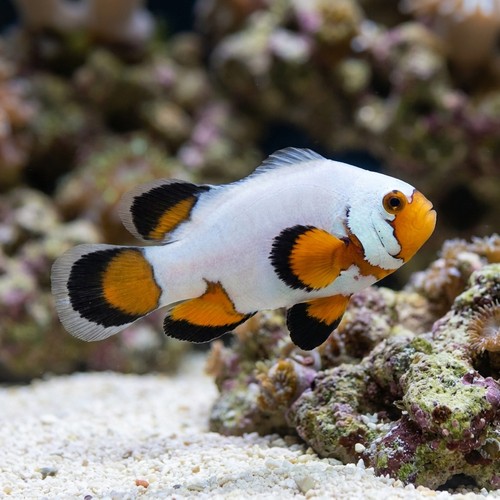 Longfin Flurry Snowflake Clownfish - Captive Bred