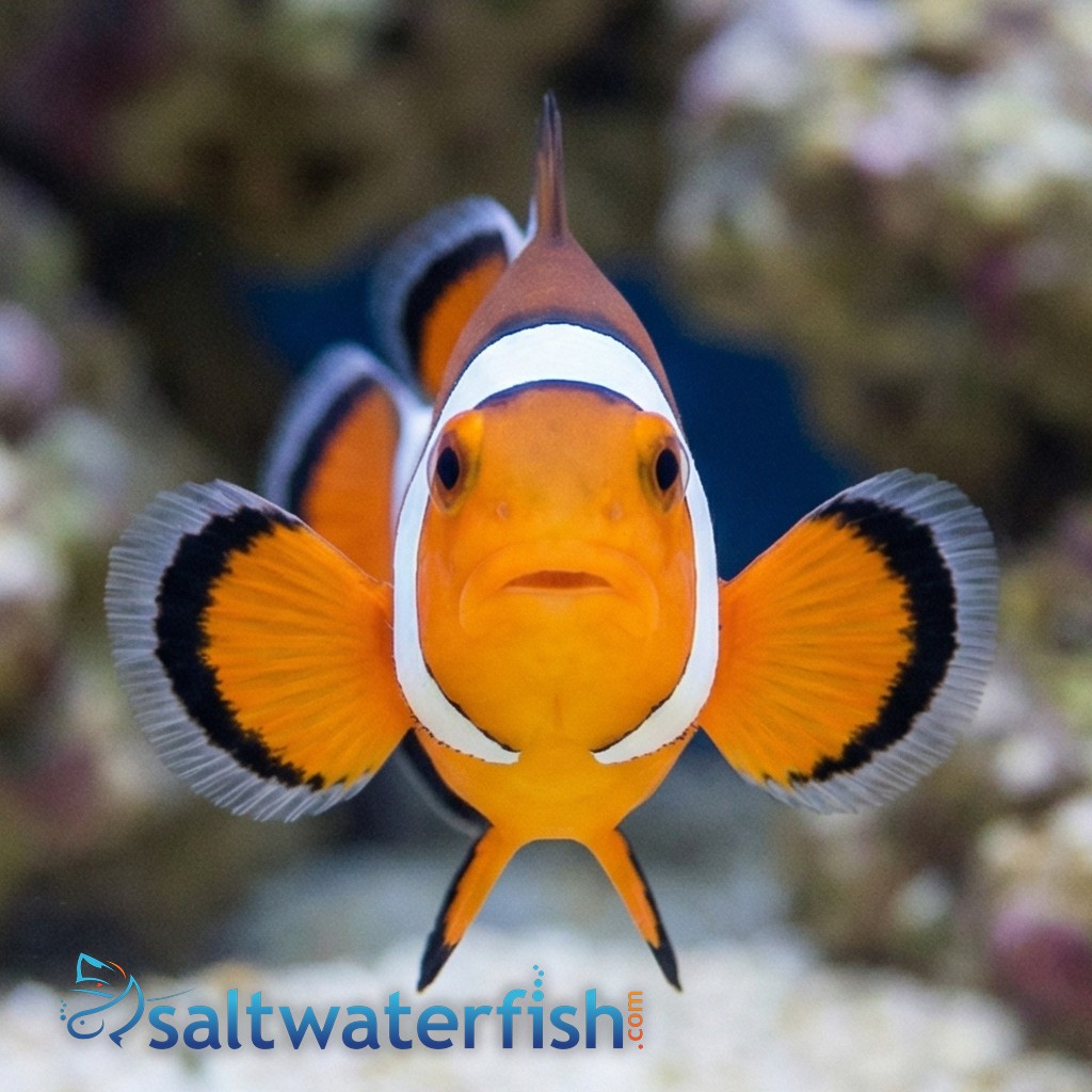 Ocellaris Clownfish DaVinci Extreme - Captive Bred