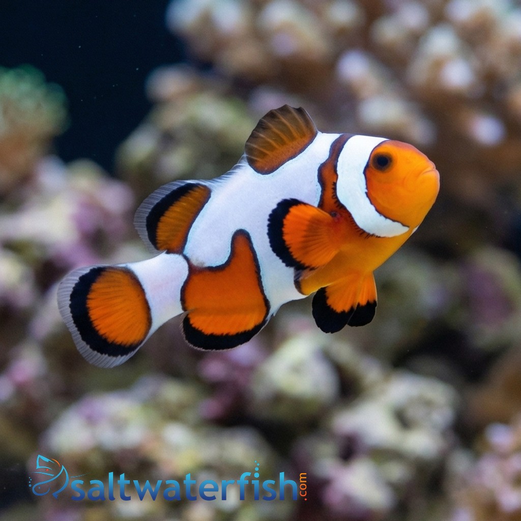 Ocellaris Clownfish DaVinci Extreme - Captive Bred