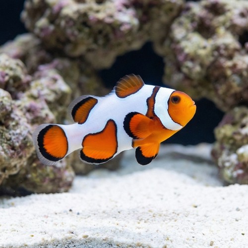 Ocellaris Clownfish DaVinci Extreme - Captive Bred