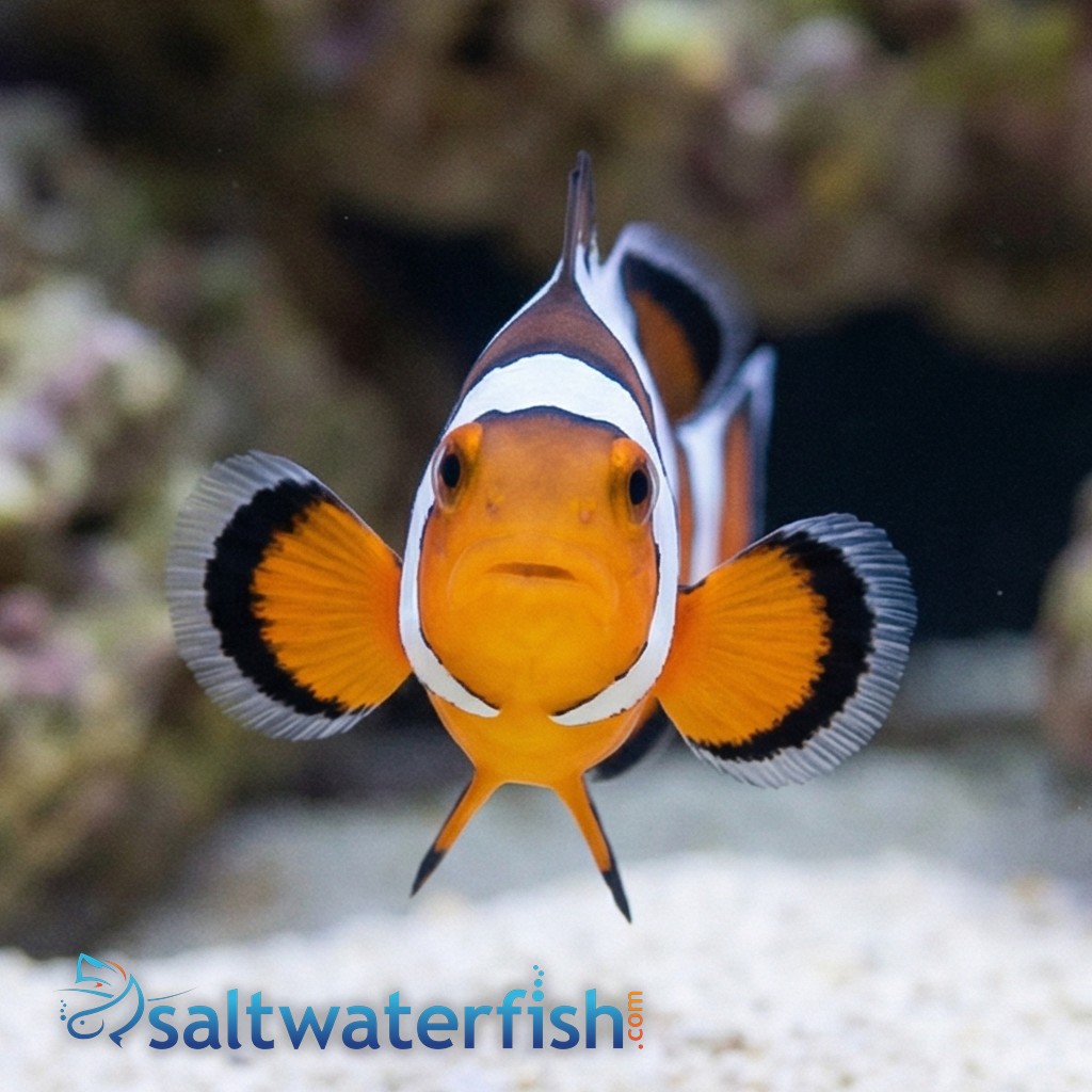 Ocellaris Clownfish DaVinci Grade A - Captive Bred