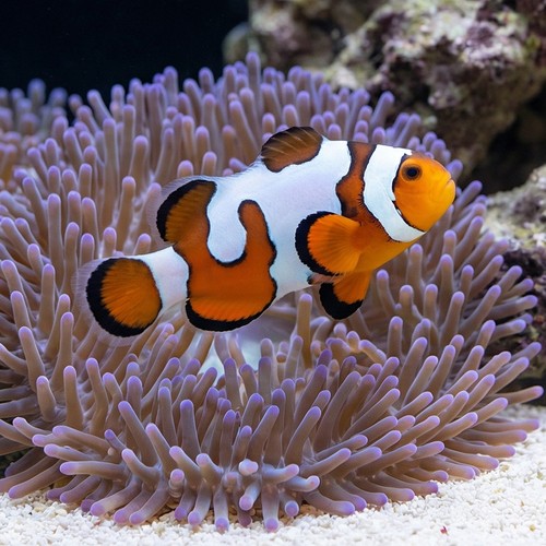 Ocellaris Clownfish DaVinci Grade A - Captive Bred