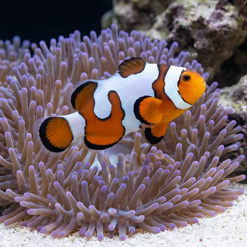 Ocellaris Clownfish DaVinci Grade A - Captive Bred