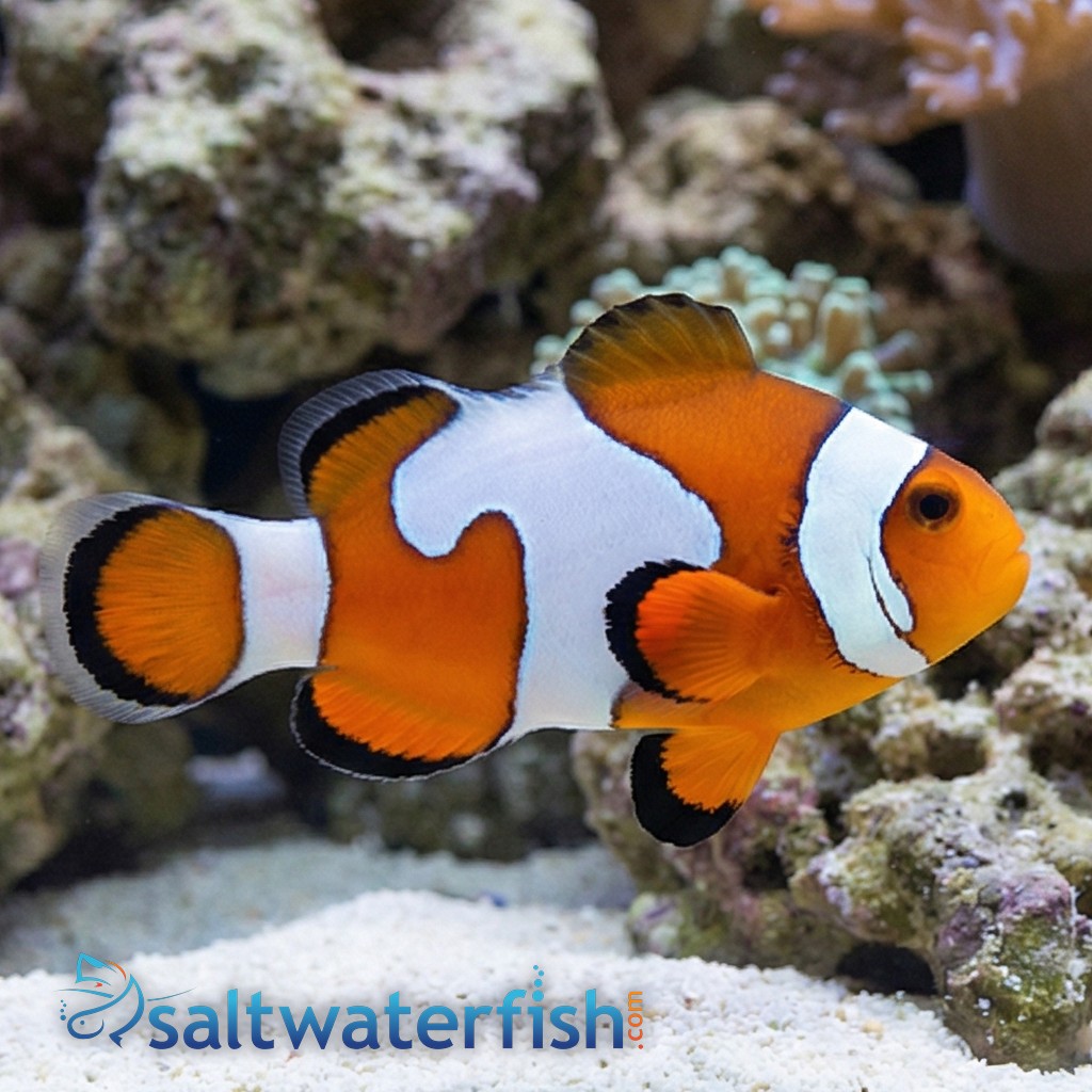 Ocellaris Clownfish DaVinci Grade B - Captive Bred