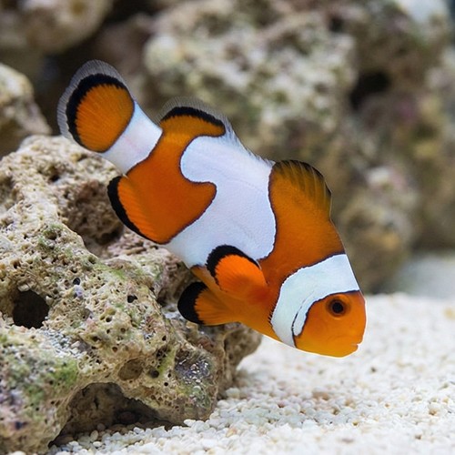 Ocellaris Clownfish DaVinci Grade B - Captive Bred