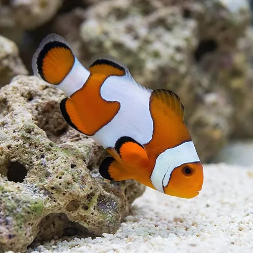 Ocellaris Clownfish DaVinci Grade B - Captive Bred