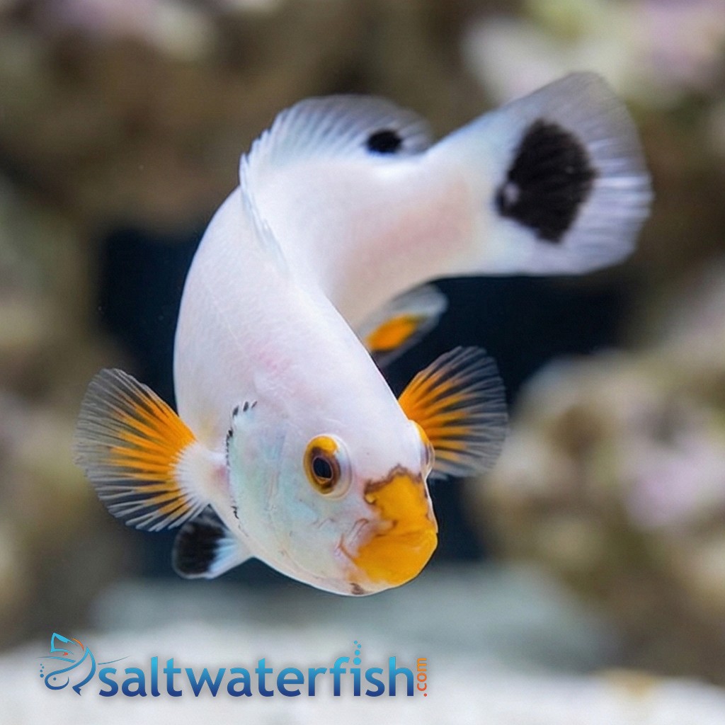 Platinum Ocellaris Clownfish - Captive Bred