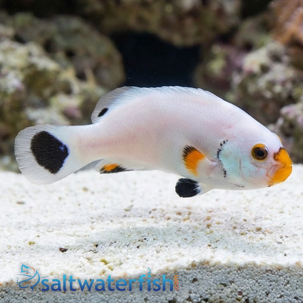 Platinum Ocellaris Clownfish - Captive Bred
