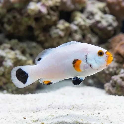 Platinum Ocellaris Clownfish - Captive Bred