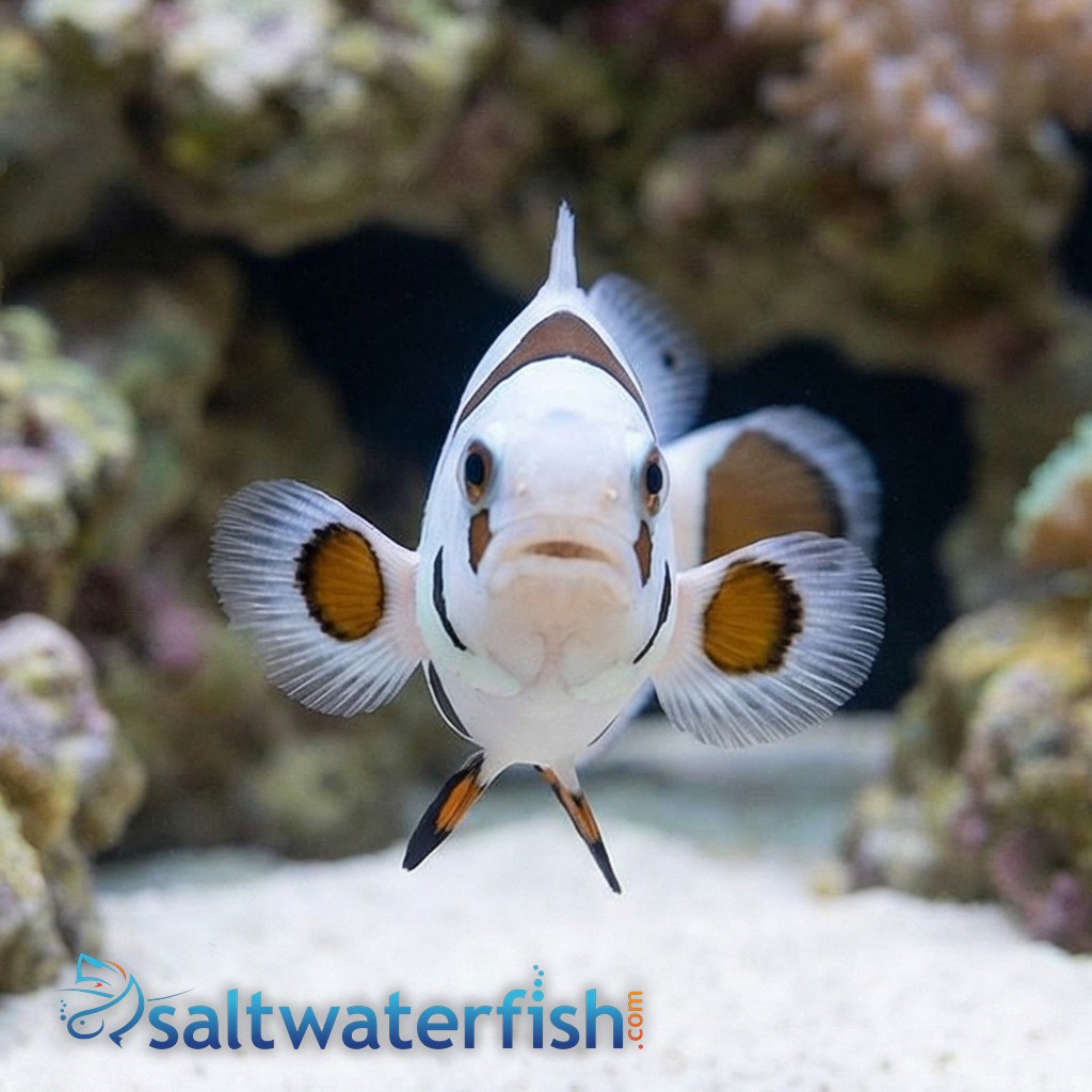 Mocha Storm Clownfish - Aquacultured