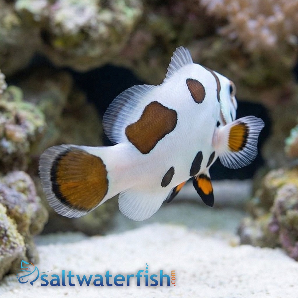 Mocha Storm Clownfish - Aquacultured