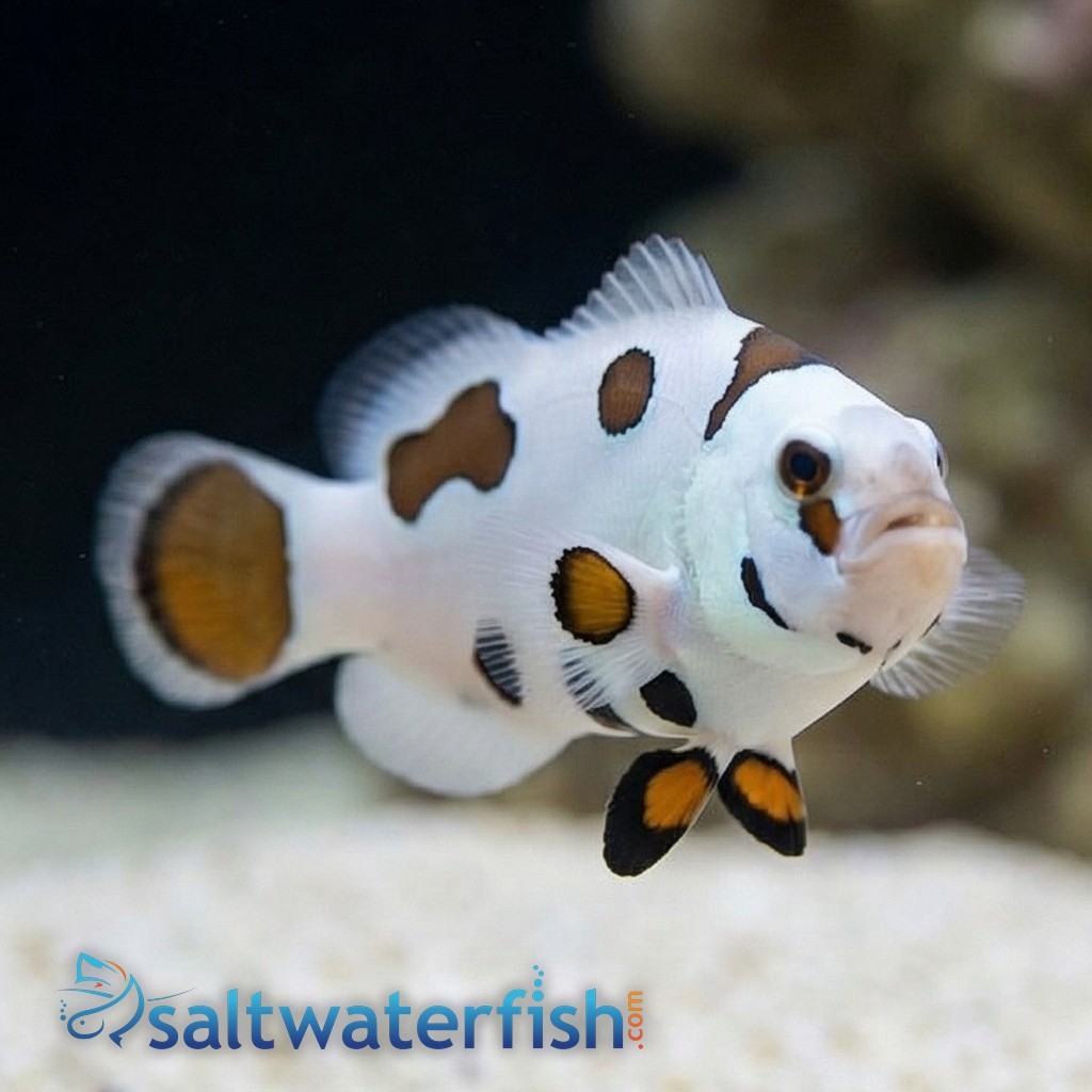 Mocha Storm Clownfish - Aquacultured
