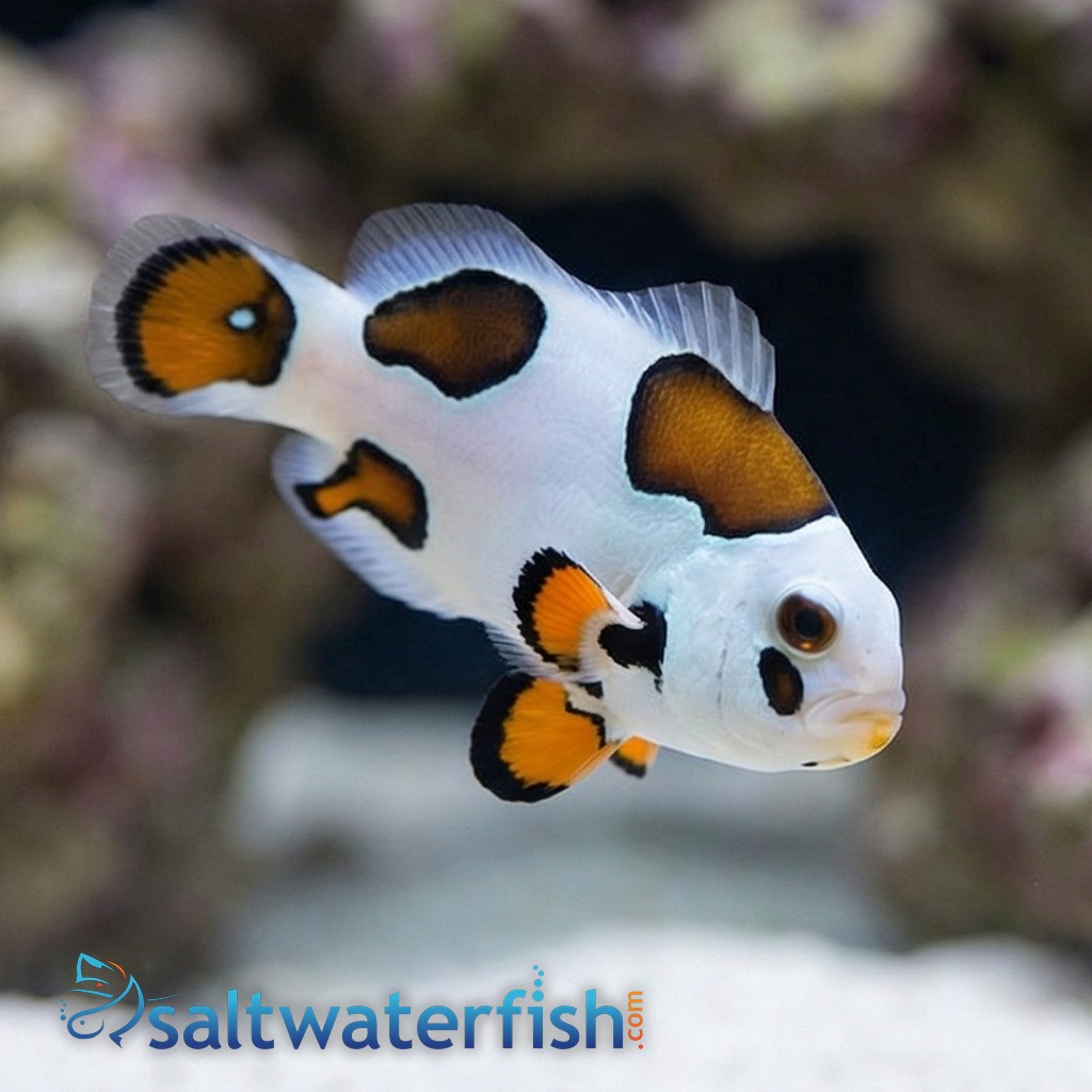 Tricolor Storm Clownfish - Captive Bred