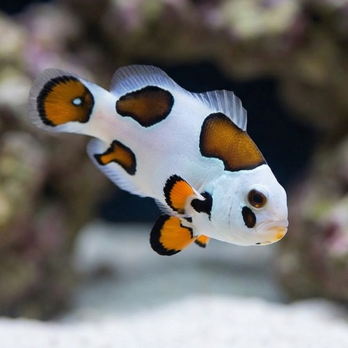 Tricolor Storm Clownfish - Captive Bred