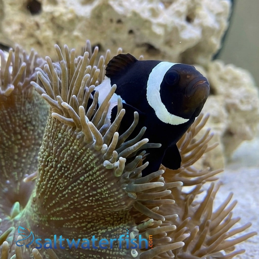 Midnight Lightning Clownfish - Captive Bred