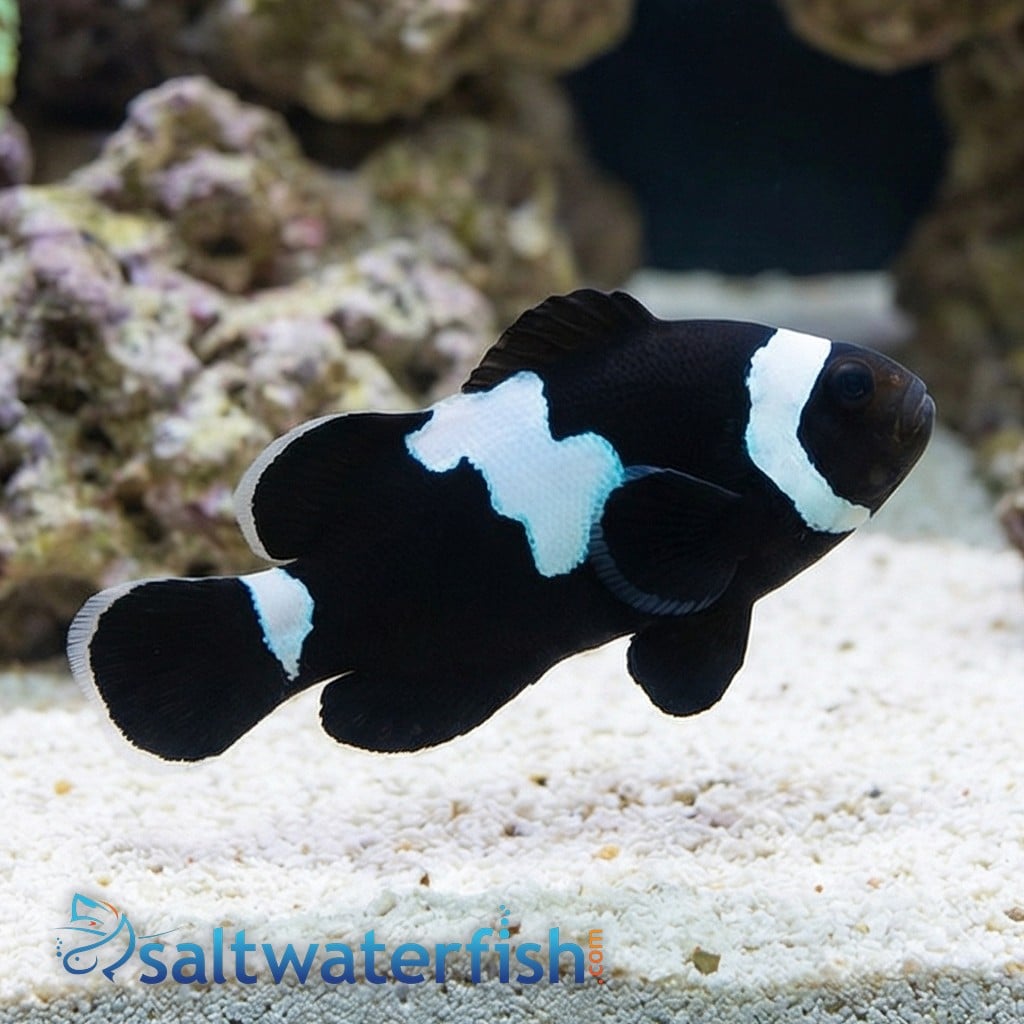 Midnight Lightning Clownfish - Captive Bred