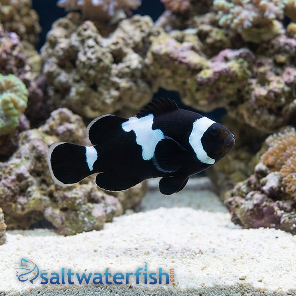 Midnight Lightning Clownfish - Captive Bred