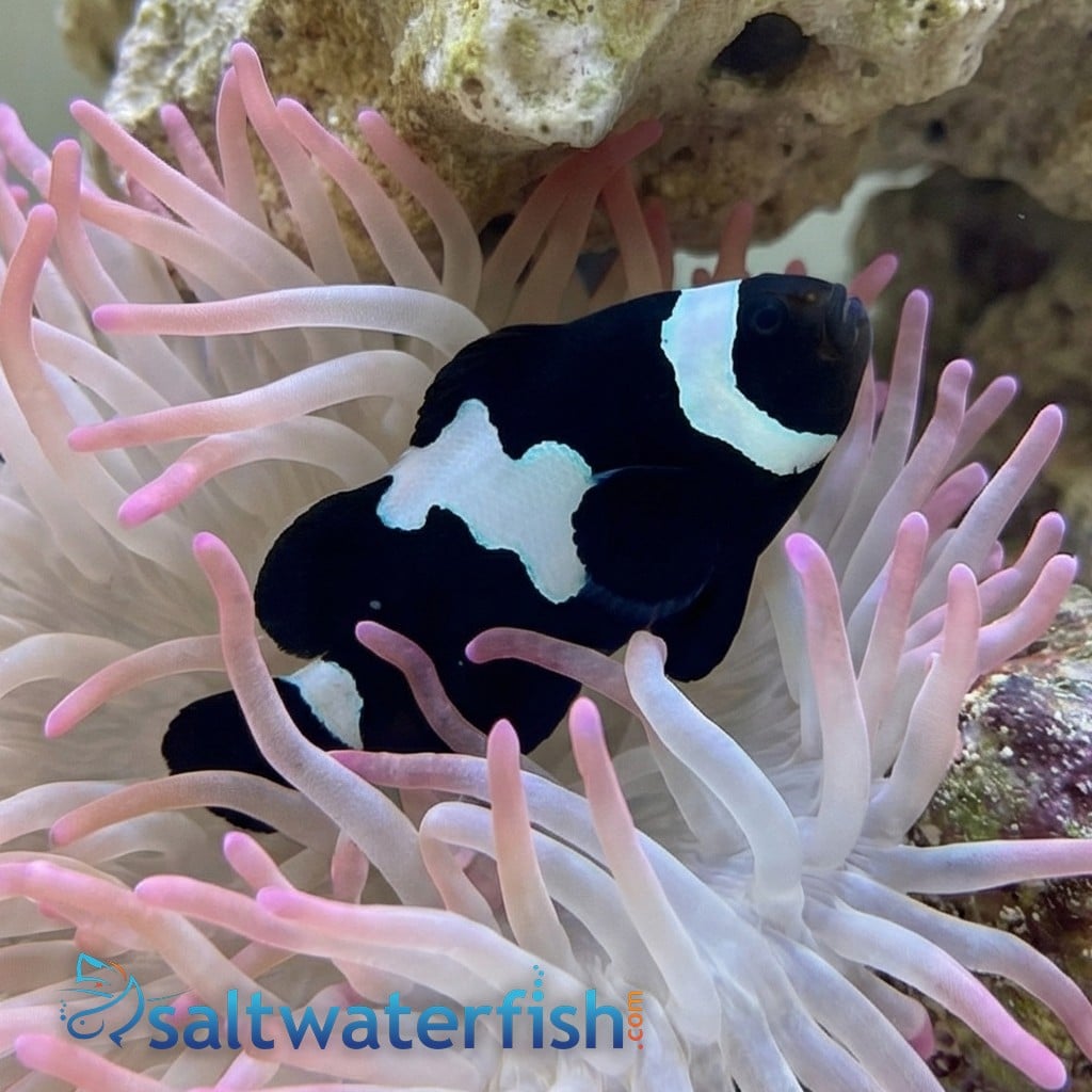 Midnight Lightning Clownfish - Captive Bred
