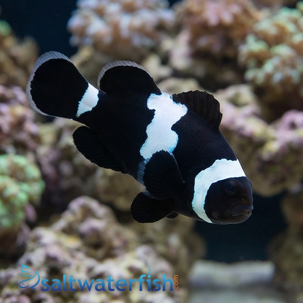 Midnight Lightning Clownfish - Captive Bred