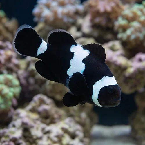Midnight Lightning Clownfish - Captive Bred