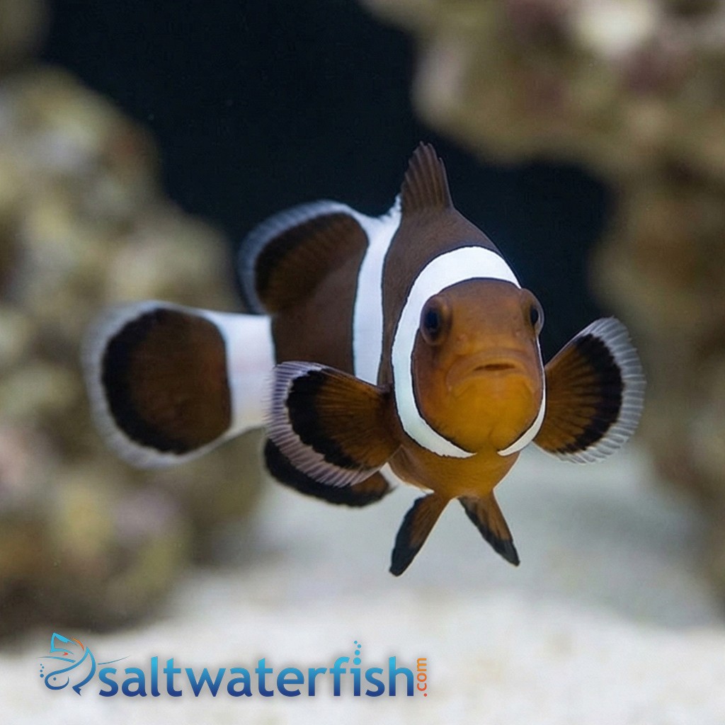 Black & White Ocellaris Clownfish - Captive Bred
