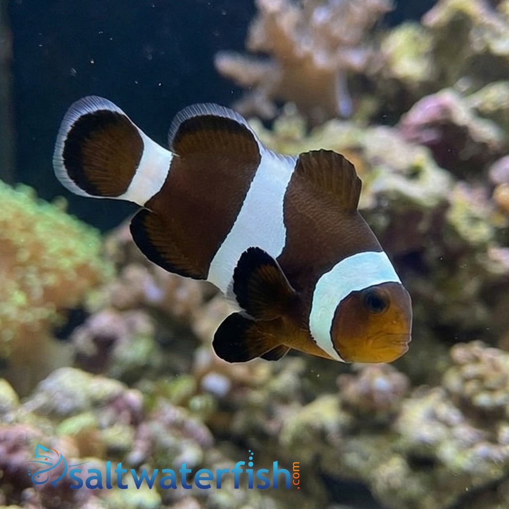 Black & White Ocellaris Clownfish - Captive Bred