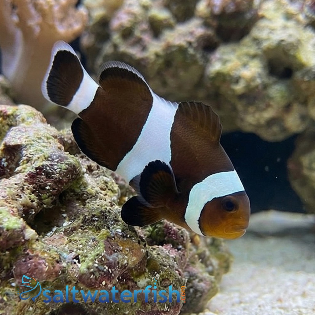 Black & White Ocellaris Clownfish - Captive Bred