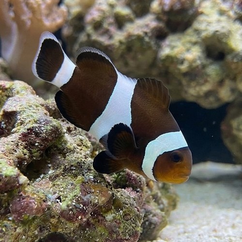 Black & White Ocellaris Clownfish - Captive Bred