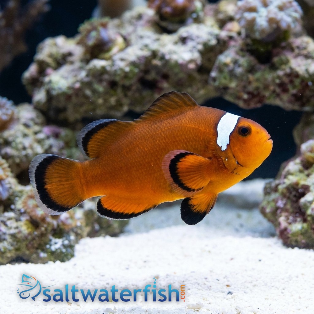 Nearly Naked Clownfish With Dots Captive-Bred