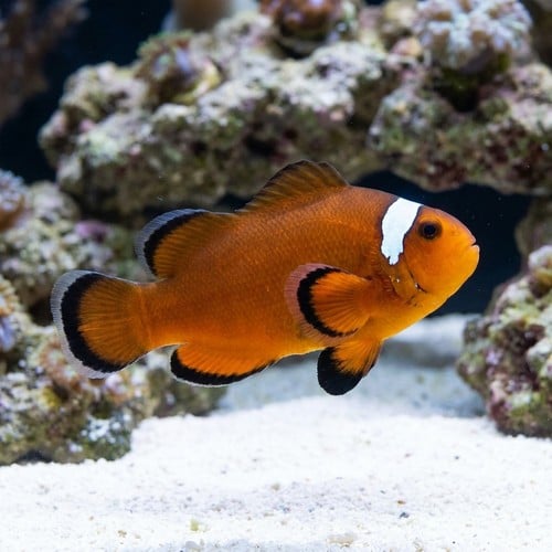 Nearly Naked Clownfish With Dots Captive-Bred