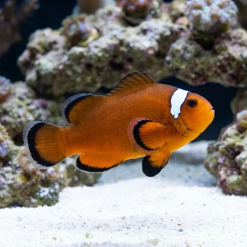 Nearly Naked Clownfish With Dots Captive-Bred