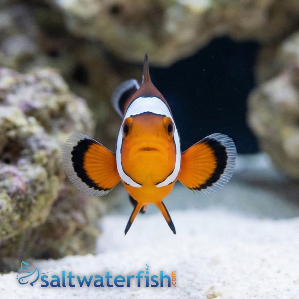 Black Ice Snowflake Clownfish - Captive Bred - QM Labs