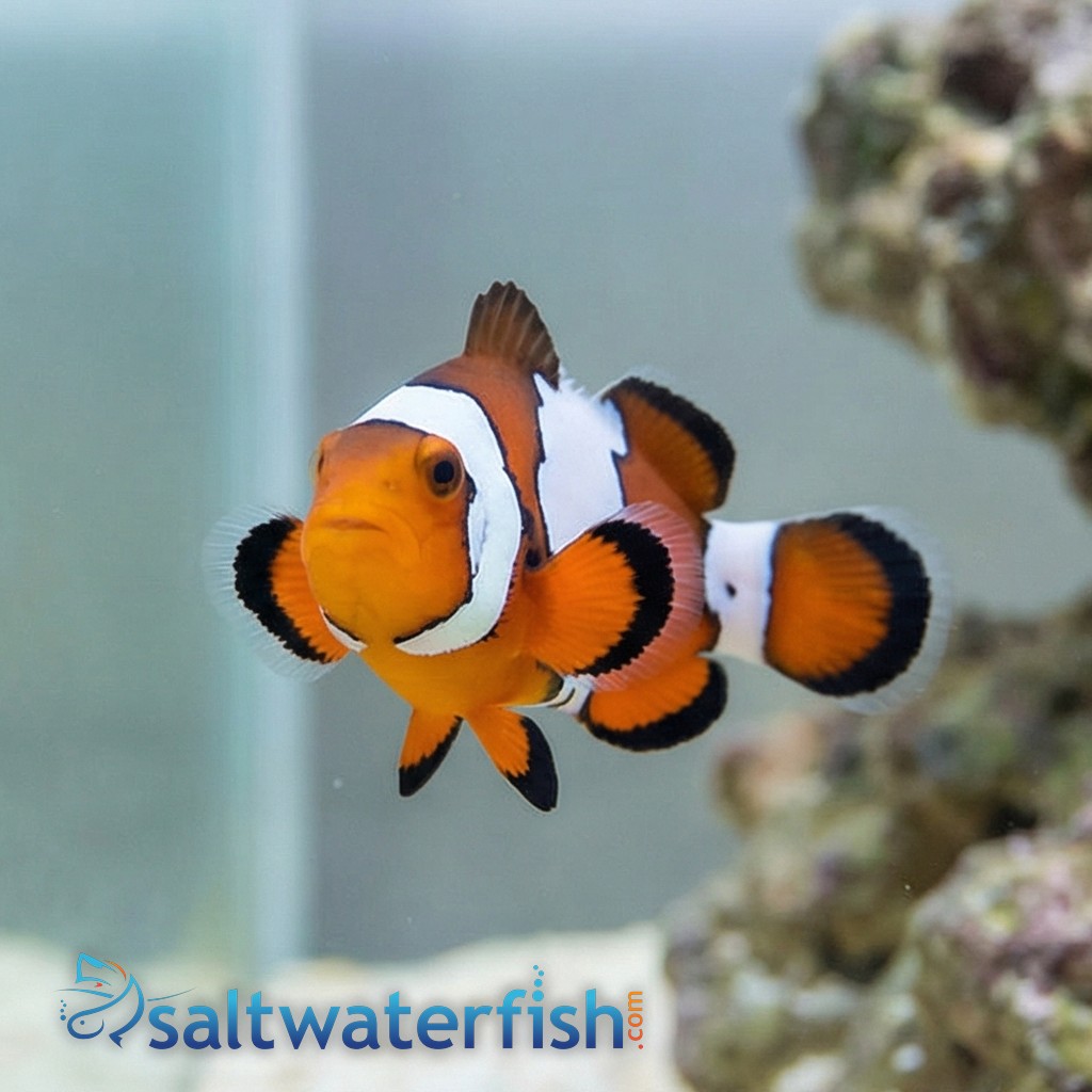 Black Ice Snowflake Clownfish - Captive Bred - QM Labs