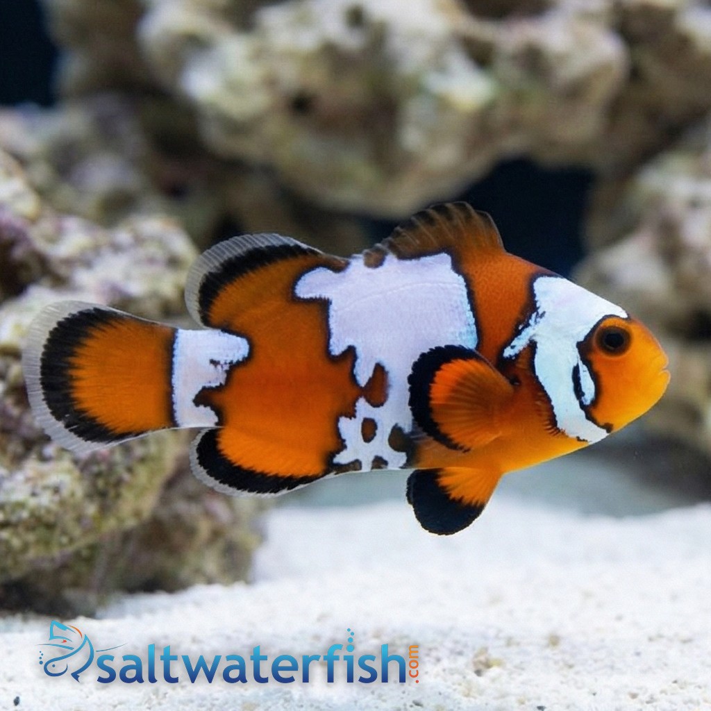 Black Ice Snowflake Clownfish - Captive Bred - QM Labs