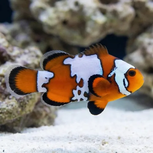 Black Ice Snowflake Clownfish - Captive Bred - QM Labs