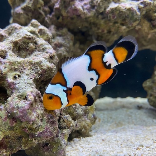 Longfin Snow Onyx Ocellaris - Captive Bred