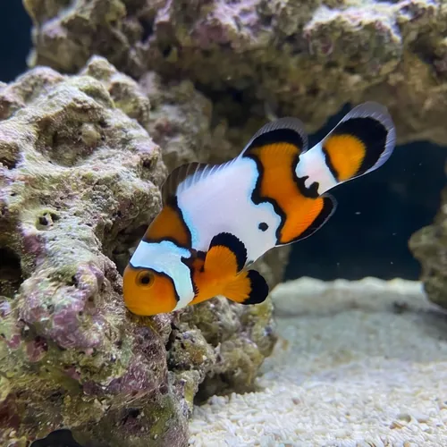 Longfin Snow Onyx Ocellaris - Captive Bred