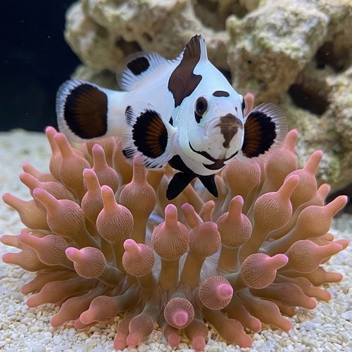 Black Storm Clownfish - Captive Bred