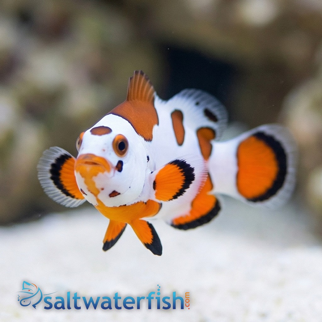 Orange Storm Clownfish