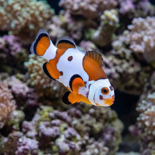 Orange Storm Clownfish
