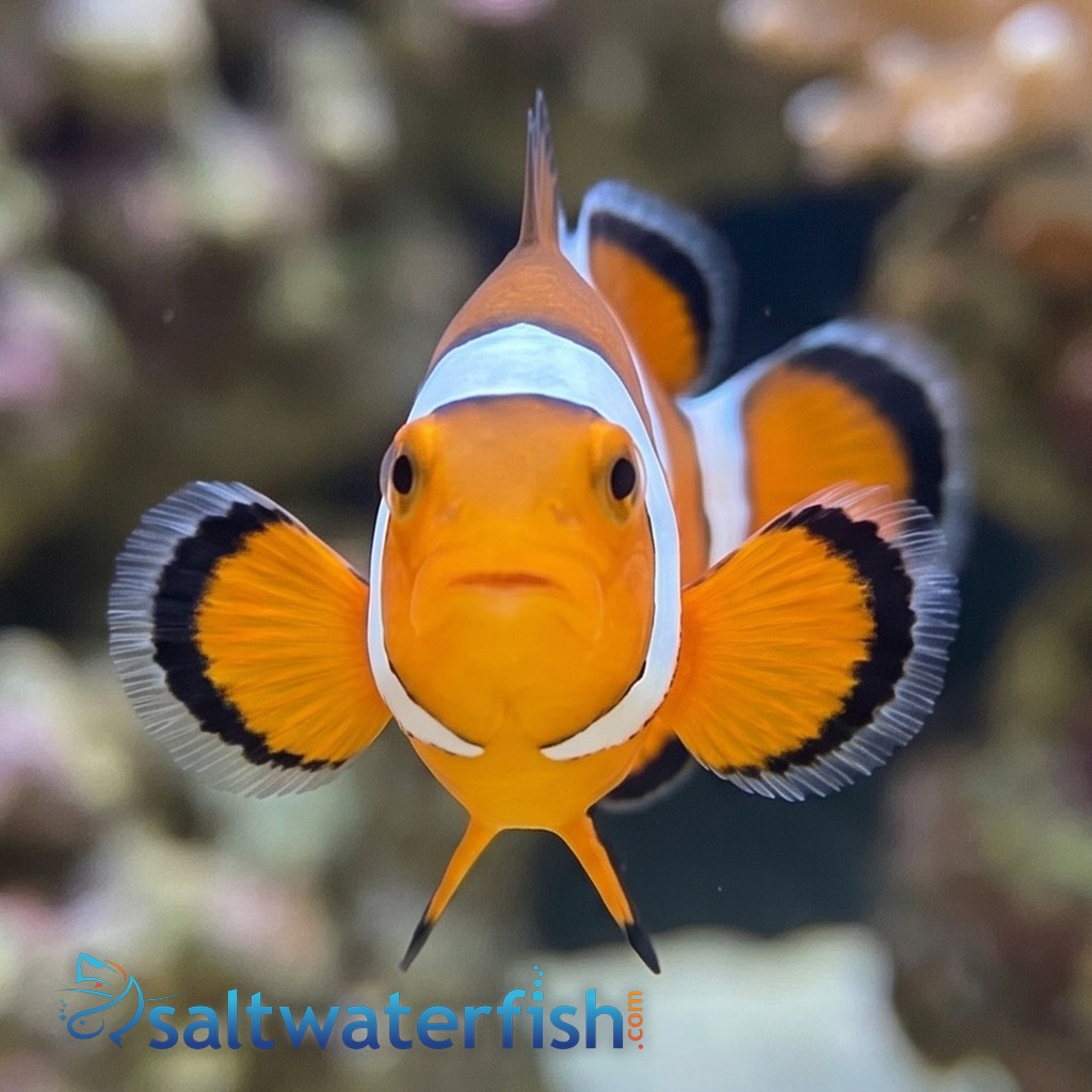 Black Ice Snowflake Clownfish Grade A - Captive Bred