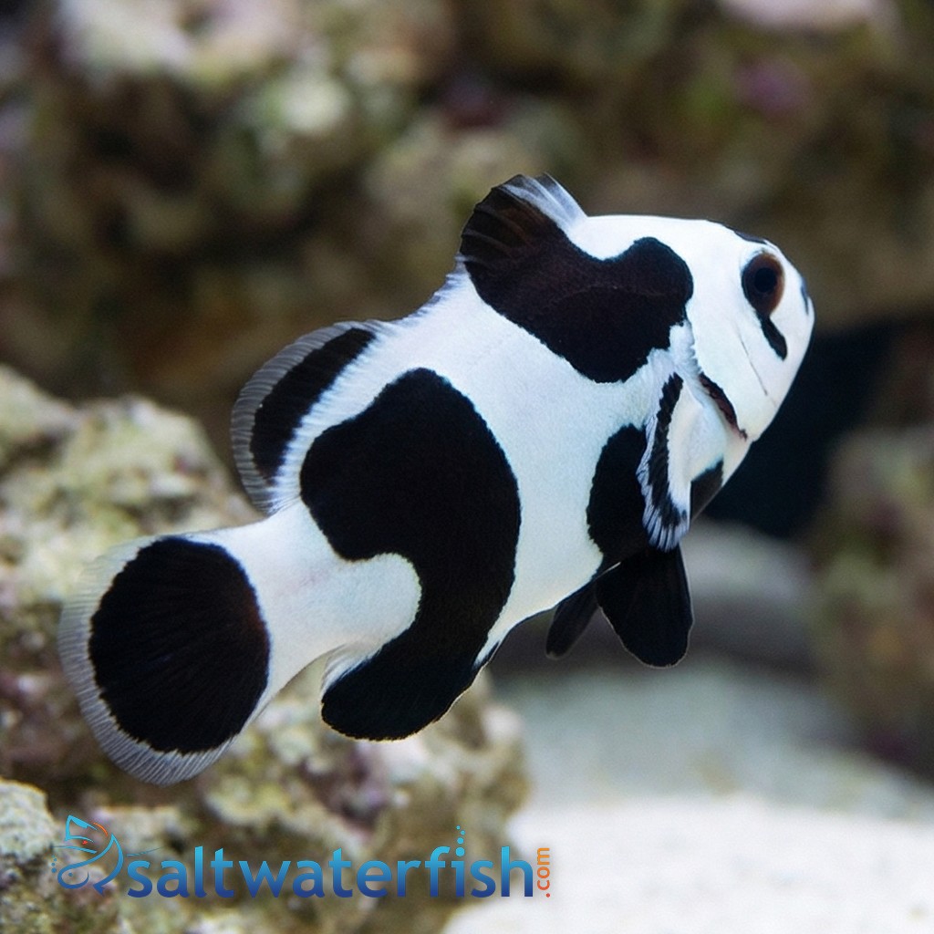 Black Storm Clownfish - Captive Bred - QM Labs