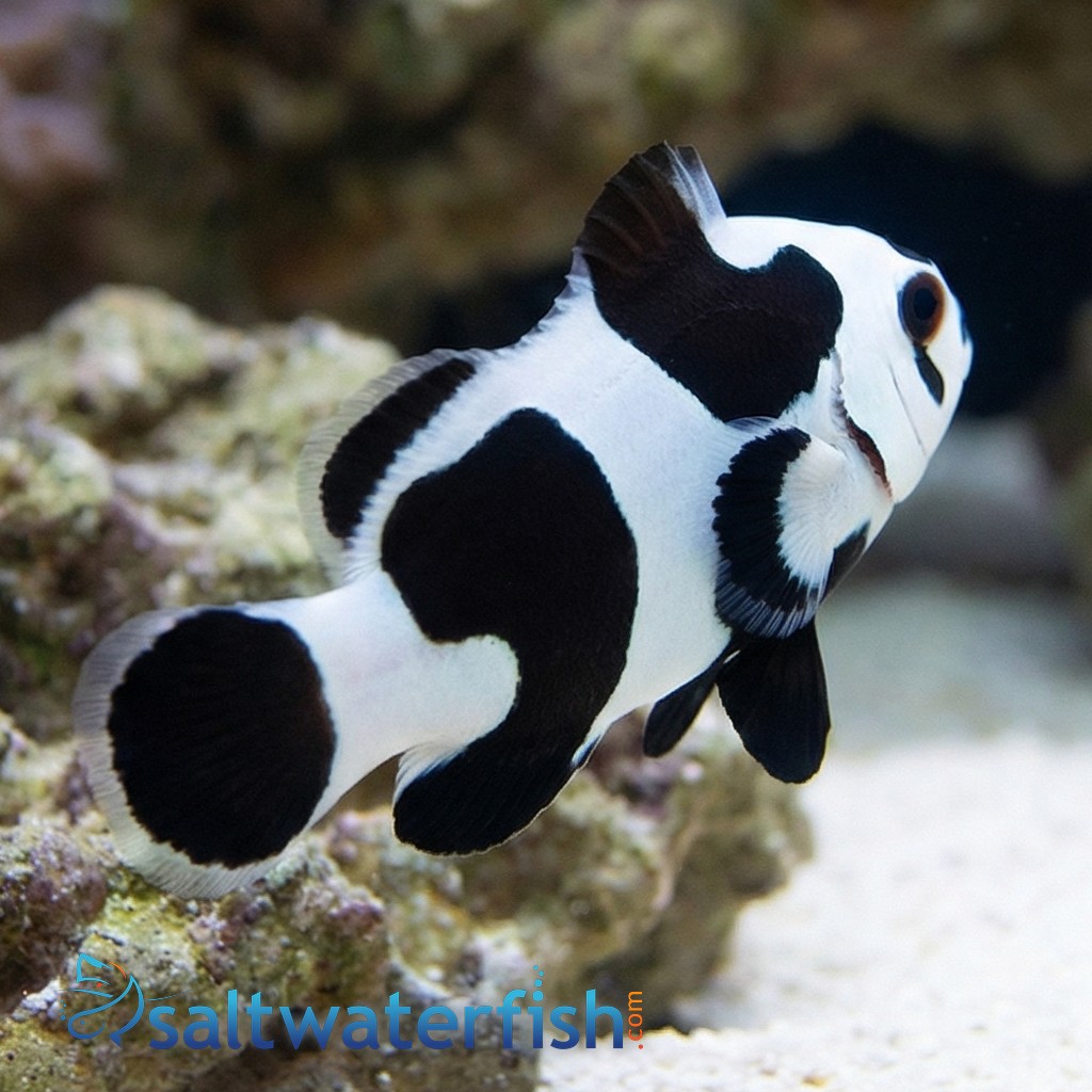 Black Storm Clownfish - Captive Bred - QM Labs