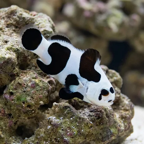 Black Storm Clownfish - Captive Bred - QM Labs