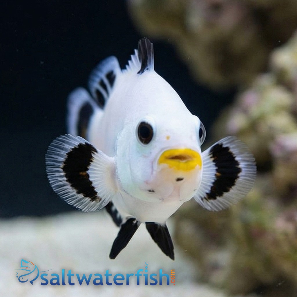Snow Storm Clownfish Captive-Bred