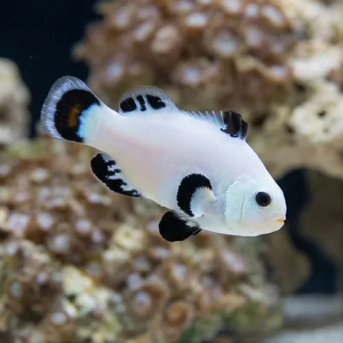 Snow Storm Clownfish Captive-Bred