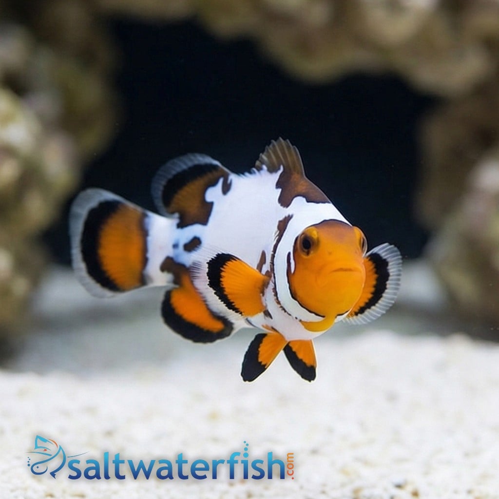 Bullet Hole Clownfish - Captive Bred