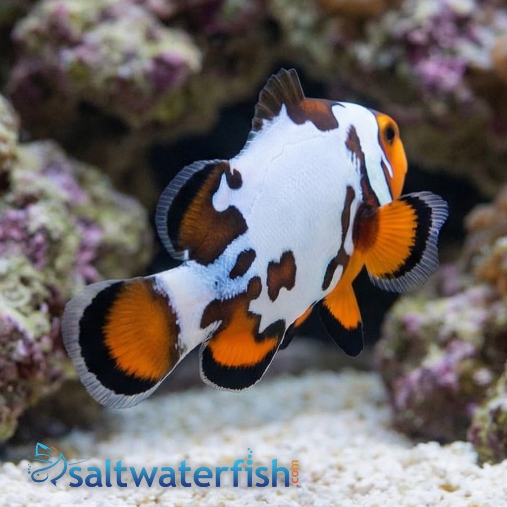 Bullet Hole Clownfish - Captive Bred
