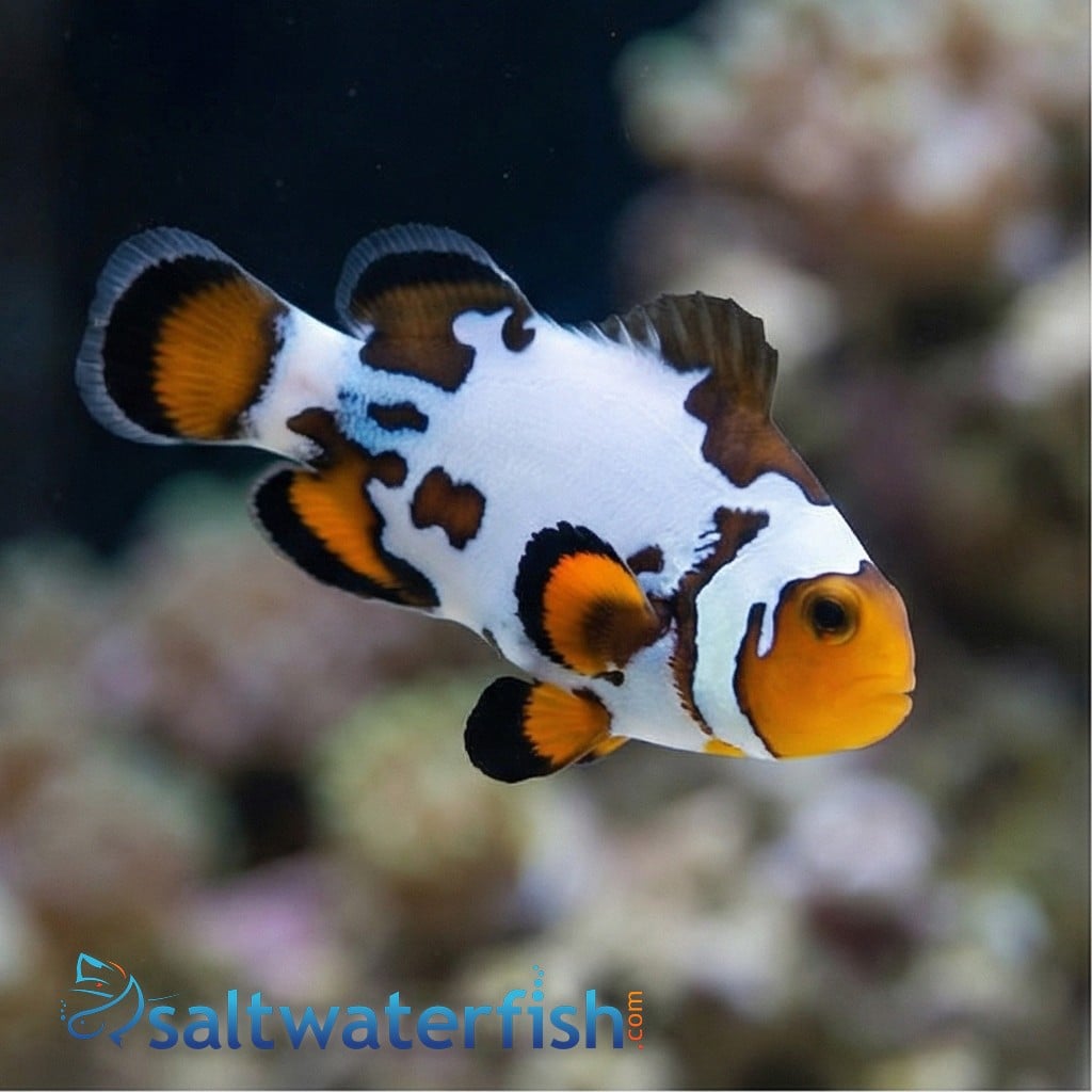 Bullet Hole Clownfish - Captive Bred